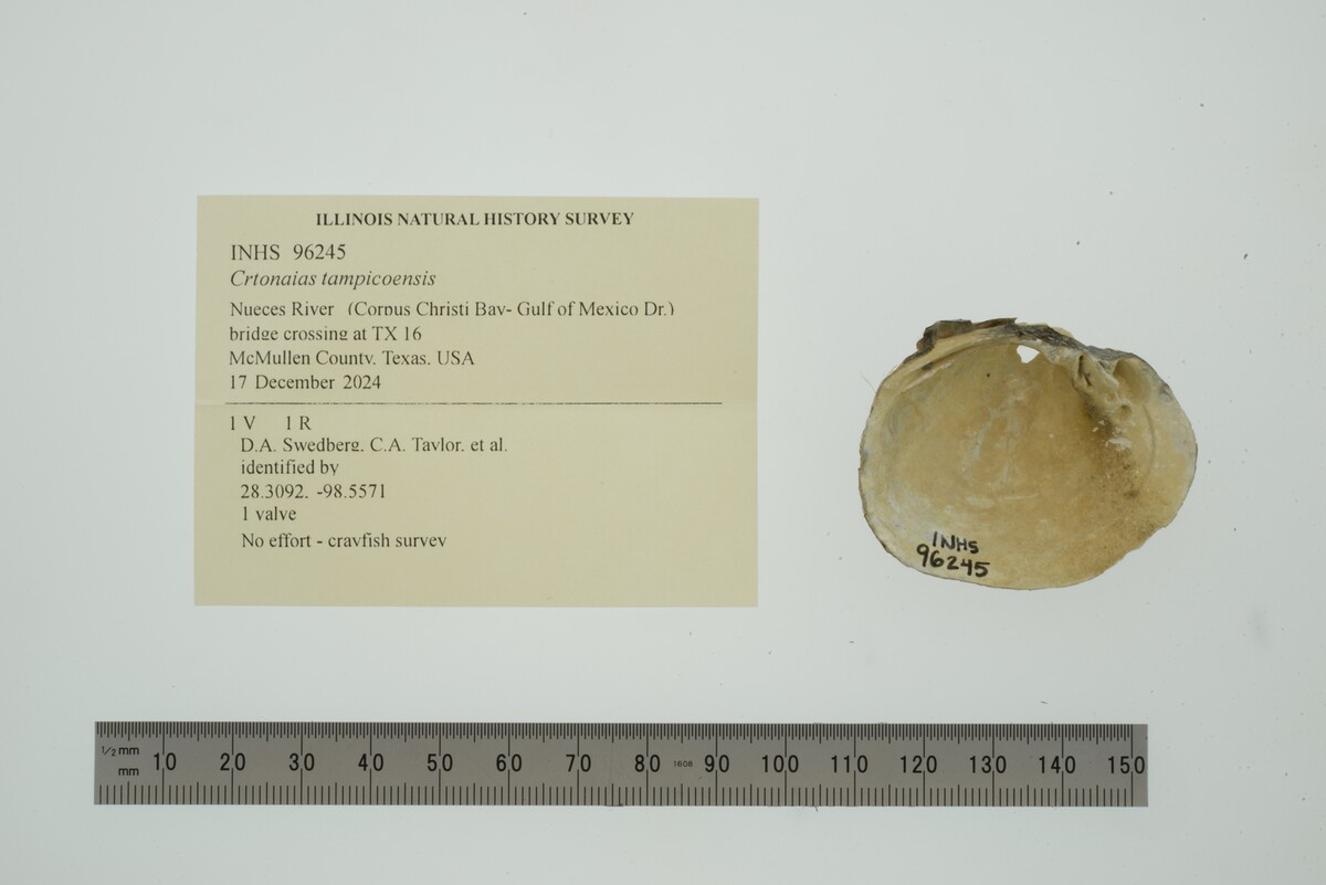 Cyrtonaias tampicoensis image