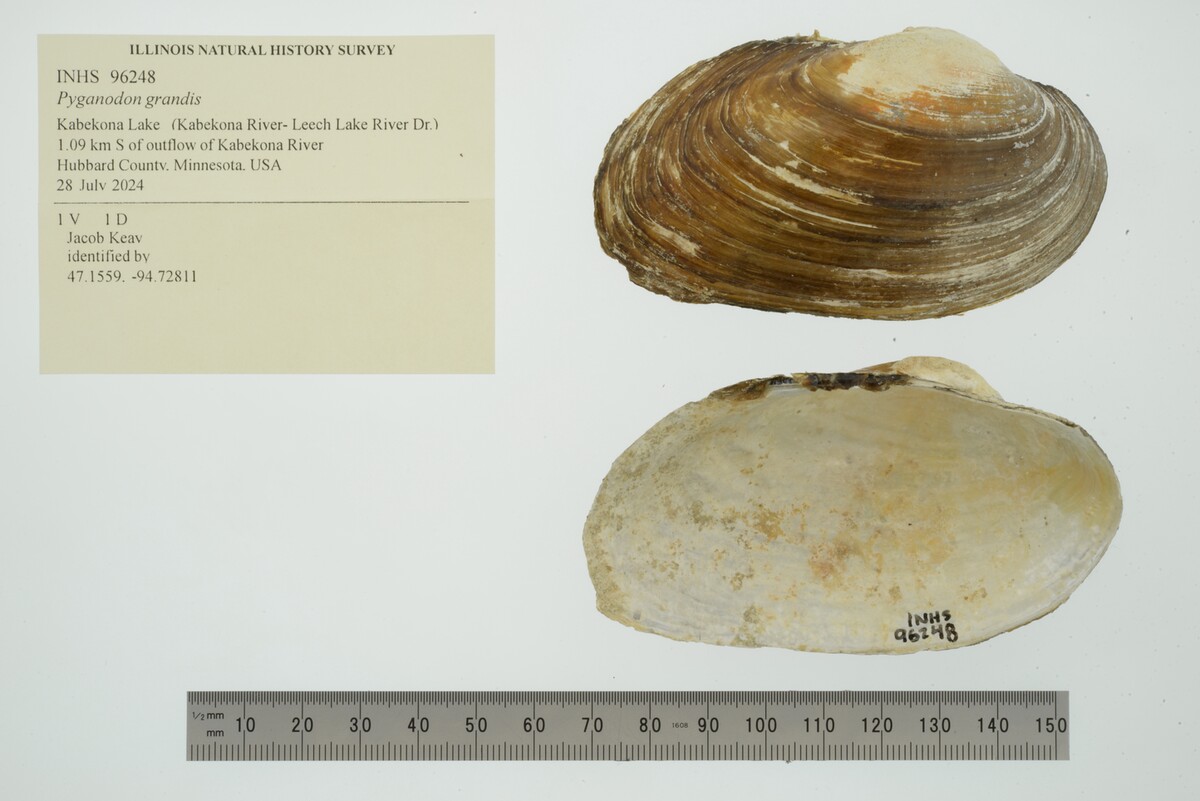 Pyganodon grandis image