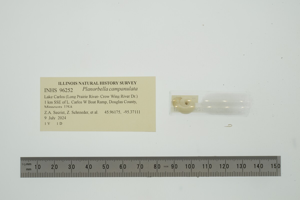 Planorbella campanulata image