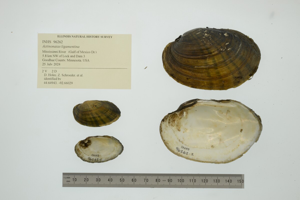 Ortmanniana ligamentina image