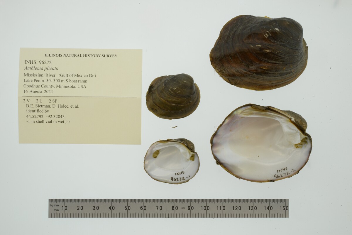 Amblema plicata image