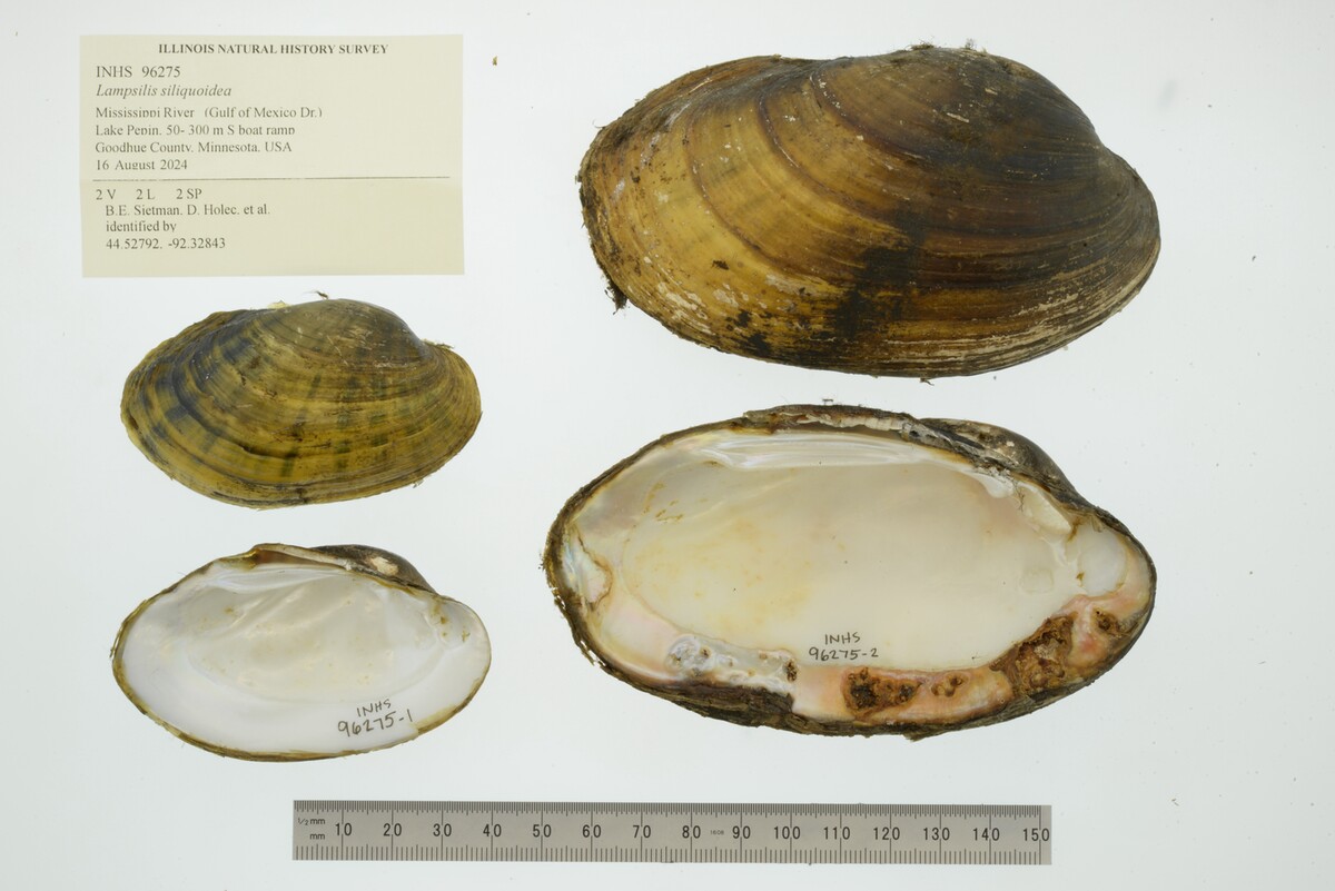 Lampsilis siliquoidea image