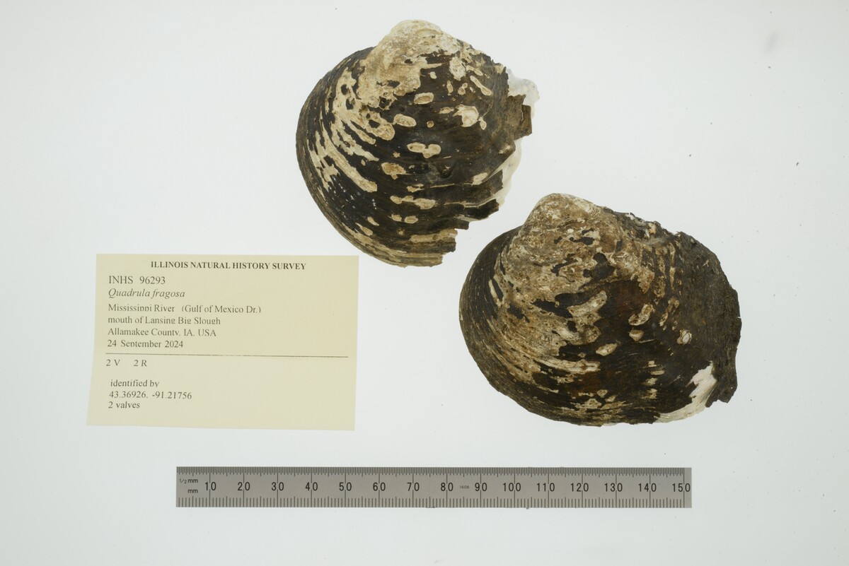 Quadrula fragosa image