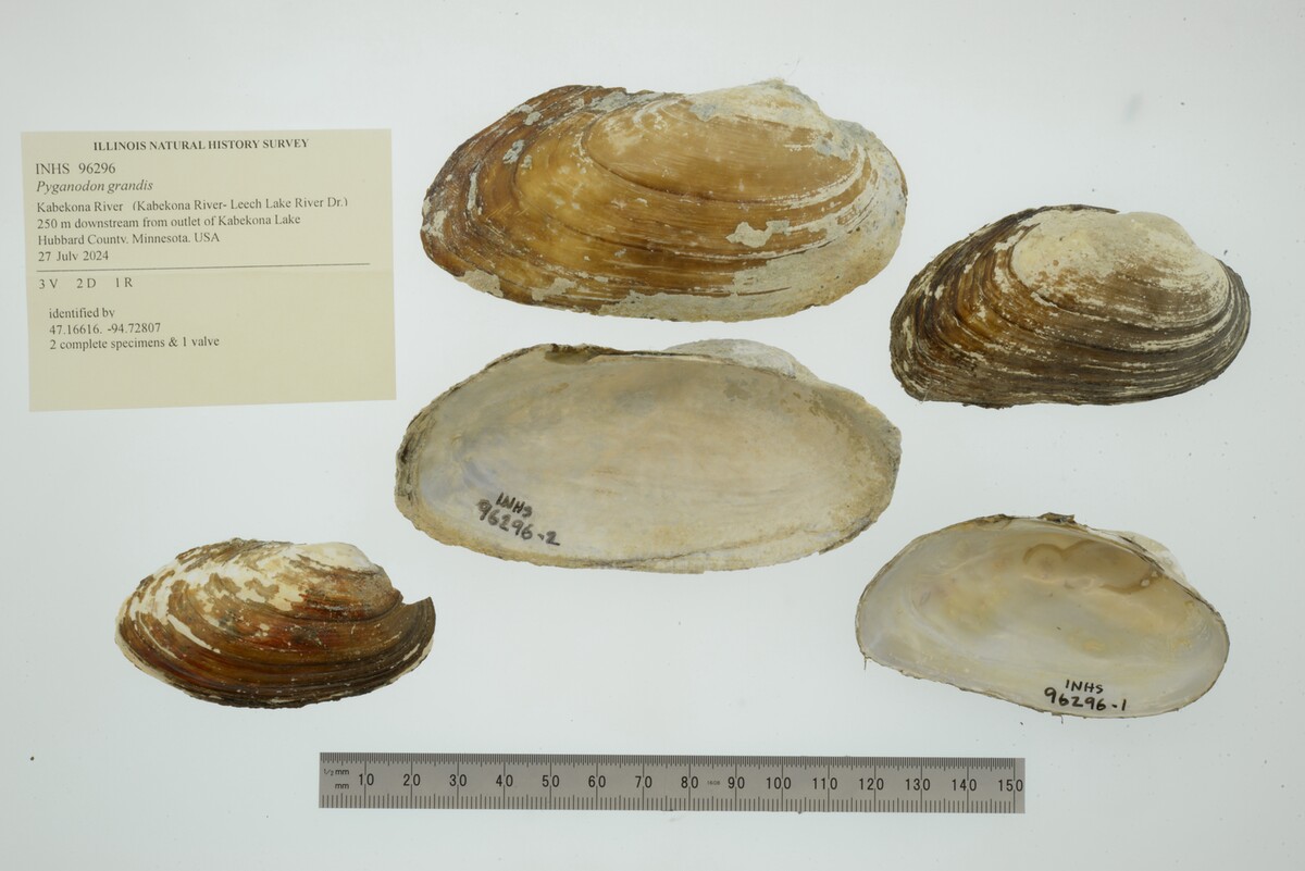 Pyganodon grandis image