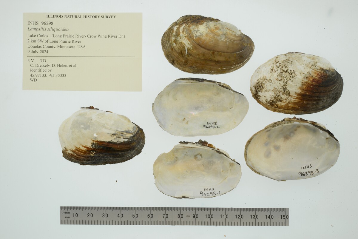 Lampsilis siliquoidea image