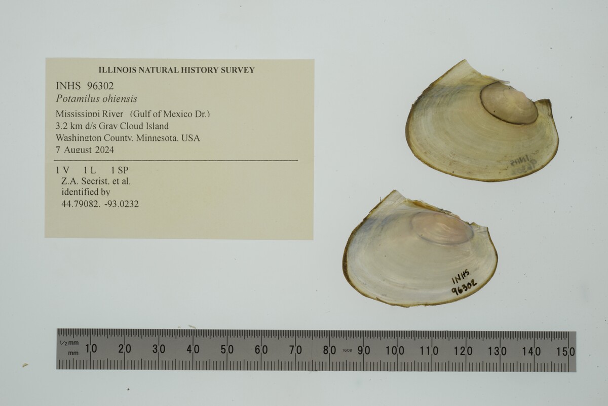 Potamilus ohiensis image