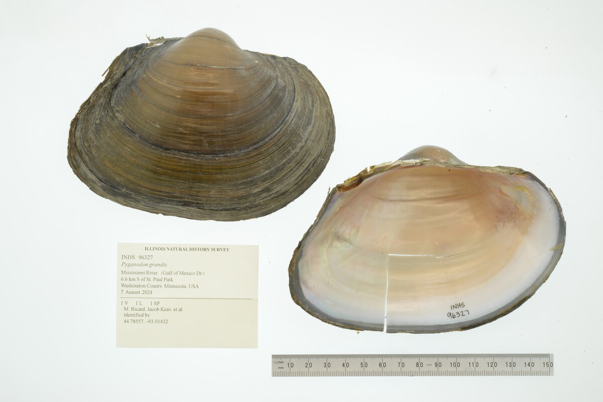 Pyganodon grandis image