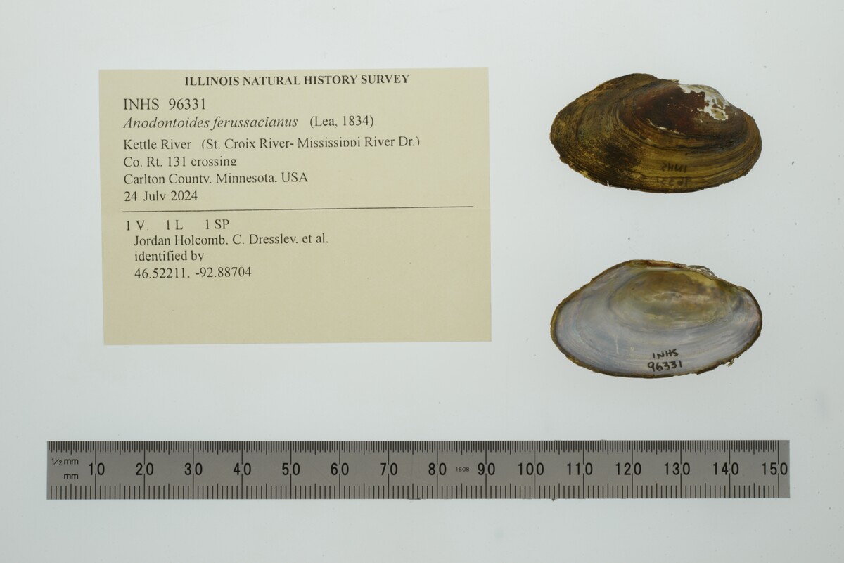 Anodontoides ferussacianus image