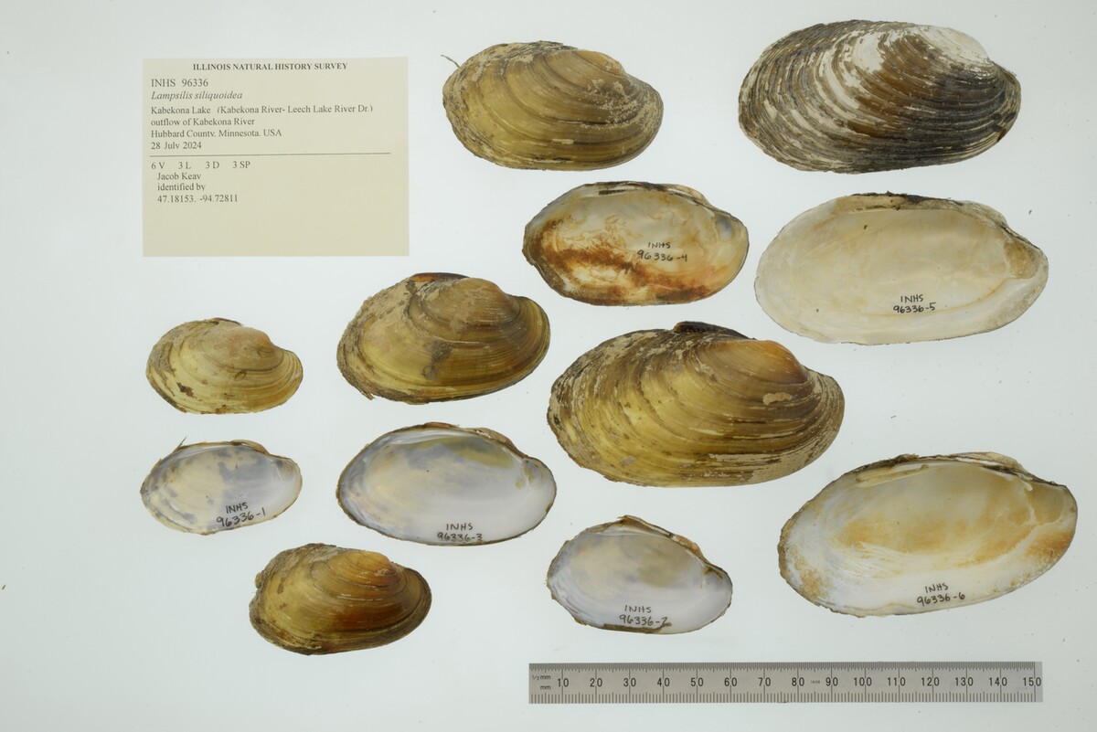 Lampsilis siliquoidea image