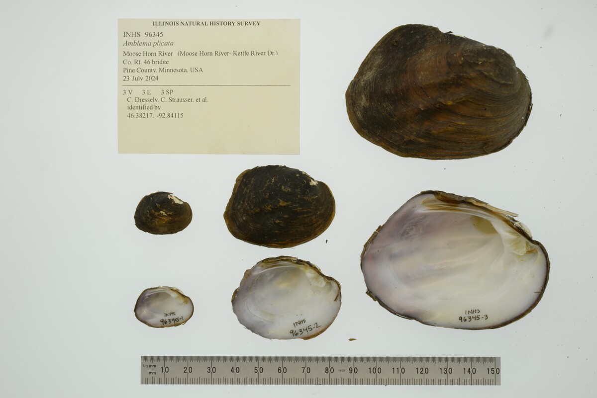 Amblema image