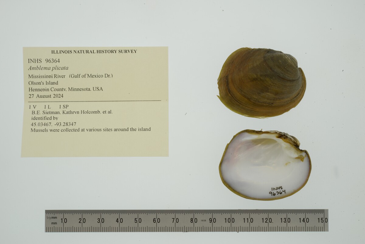 Amblema plicata image