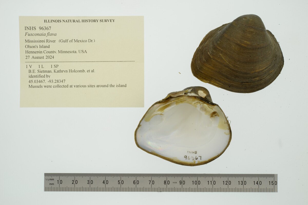 Fusconaia flava image