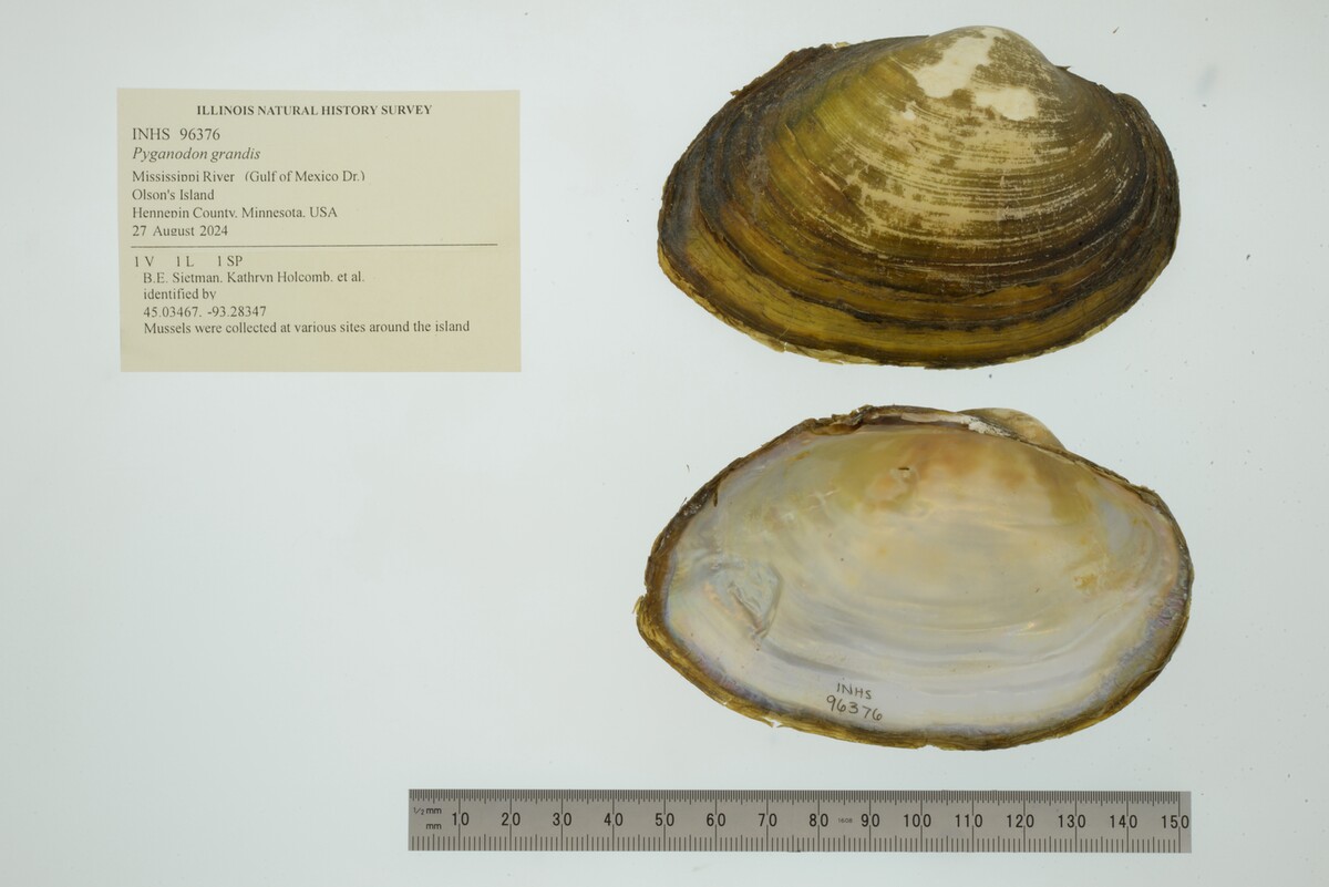 Pyganodon grandis image