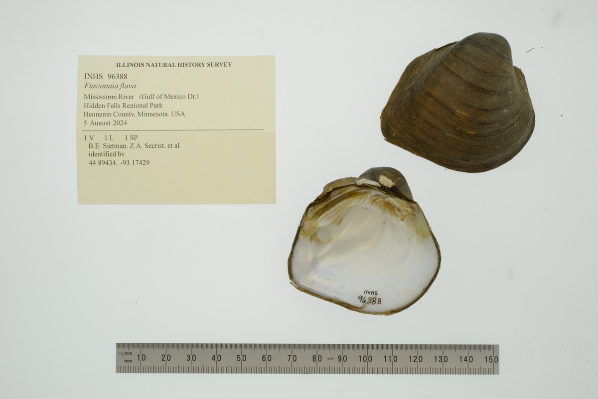 Fusconaia flava image