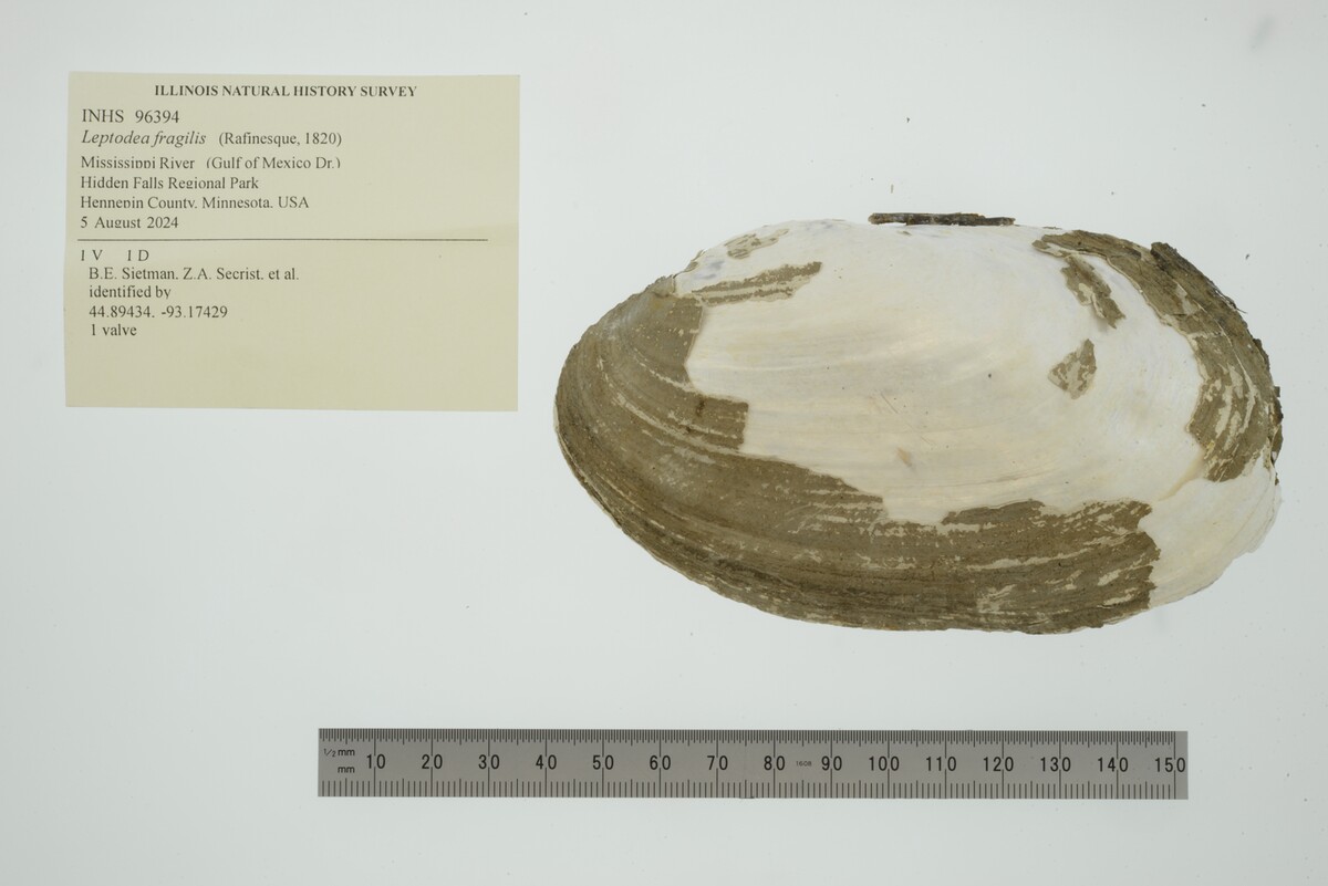 Leptodea image