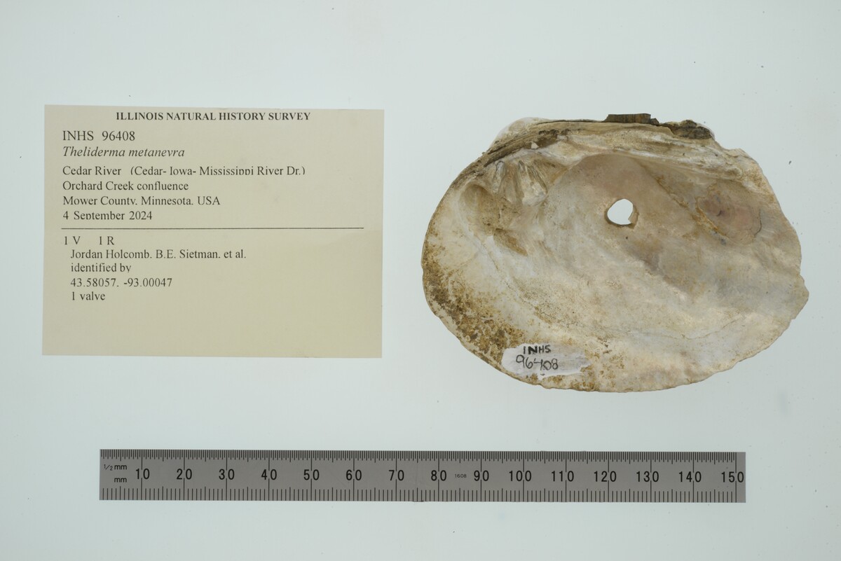 Theliderma metanevra image