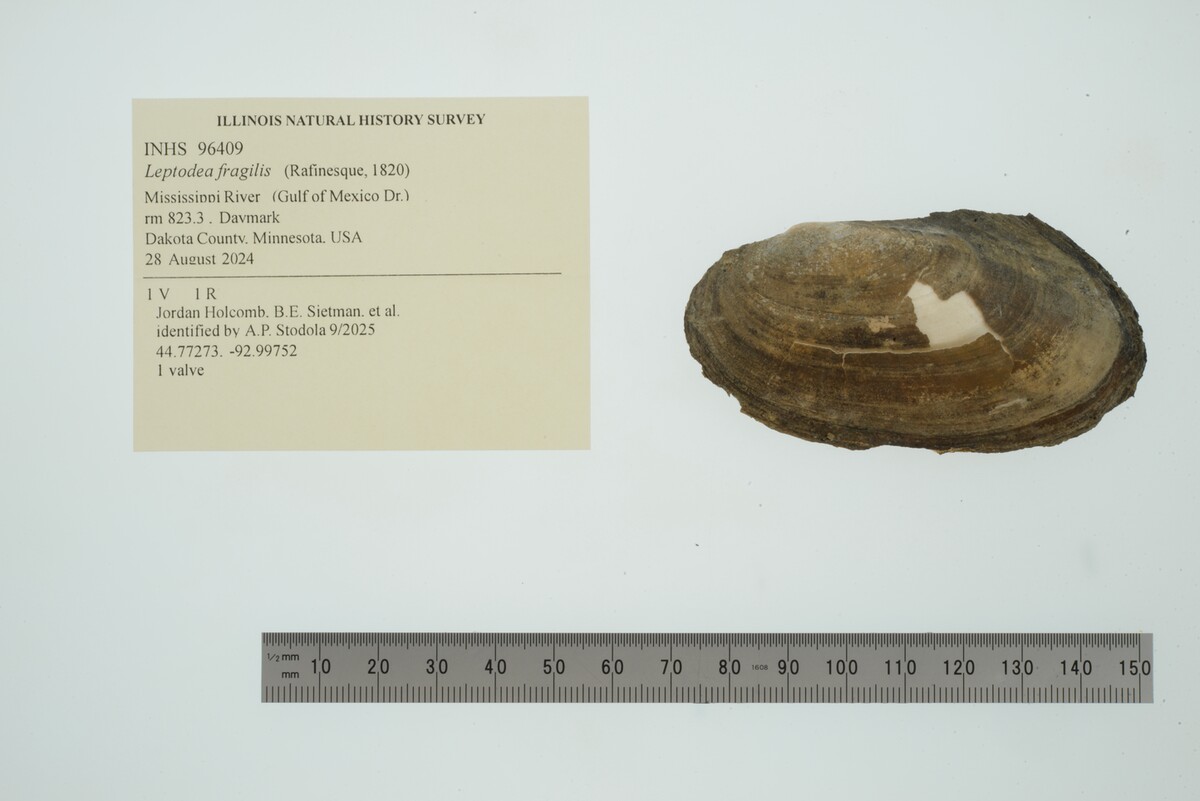 Leptodea fragilis image