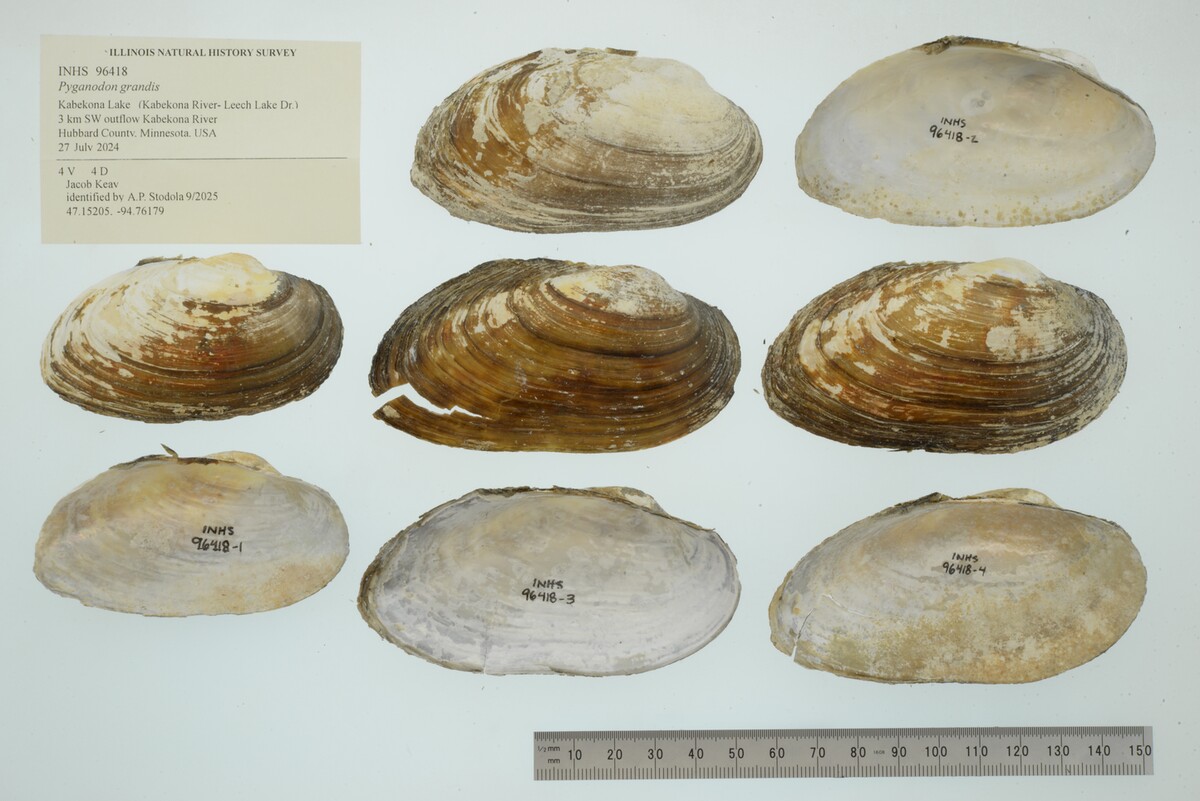 Pyganodon grandis image