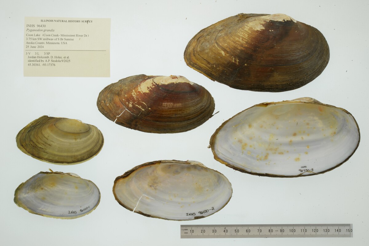 Pyganodon grandis image