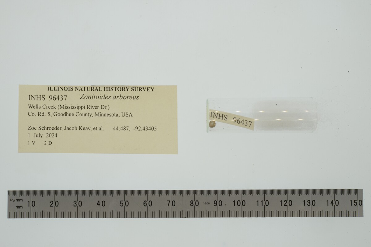 Zonitoides arboreus image