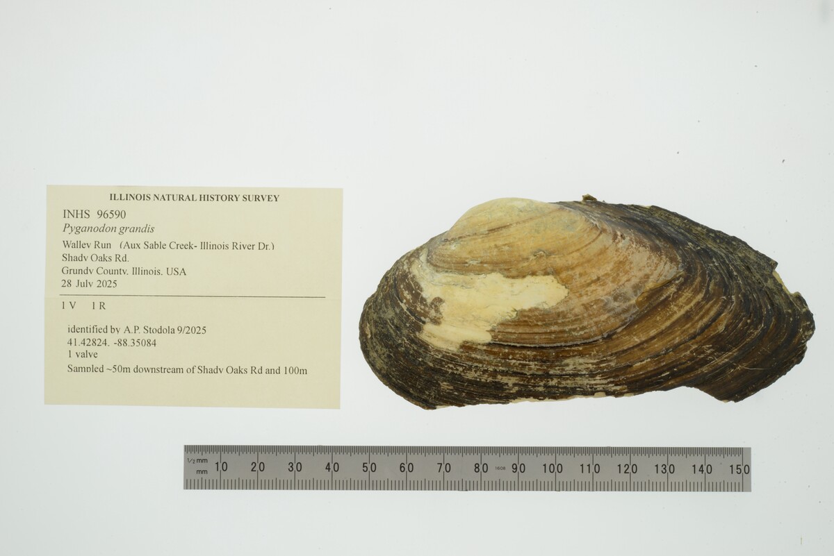 Pyganodon grandis image