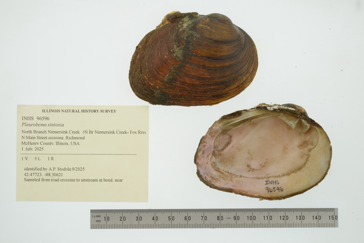 Pleurobema sintoxia image