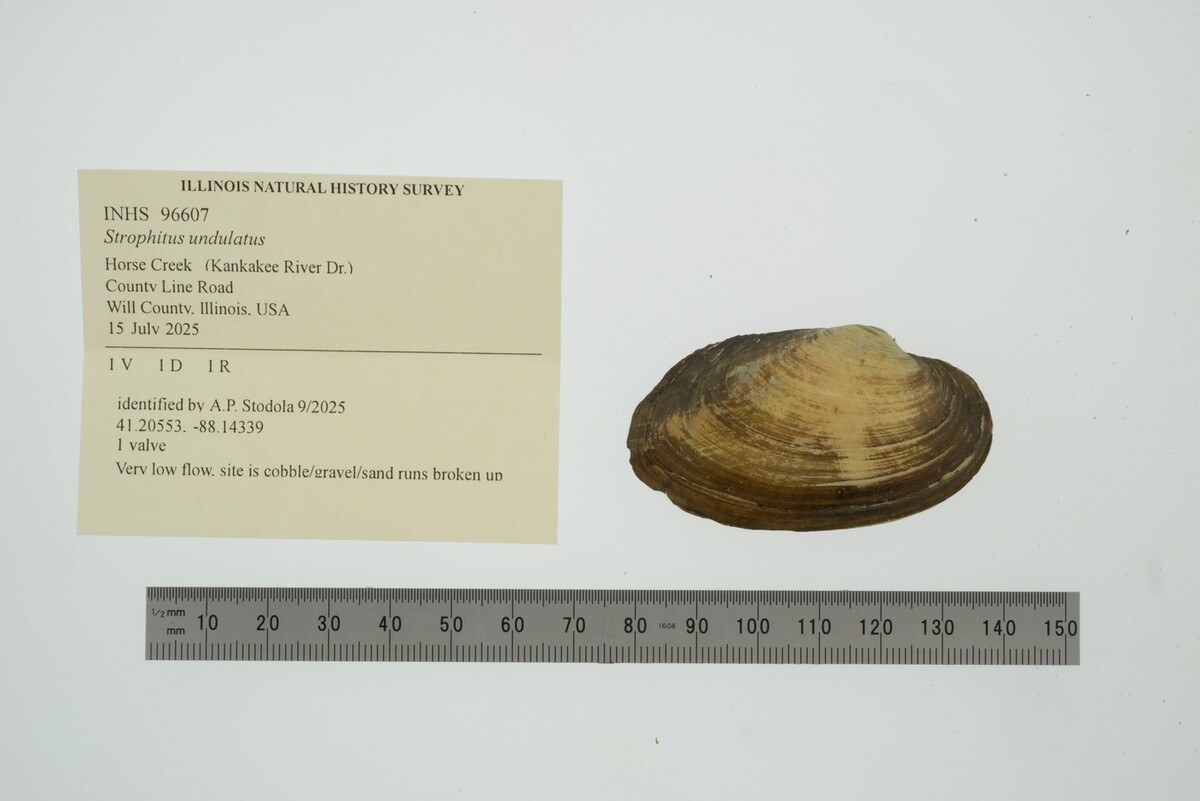 Strophitus undulatus image