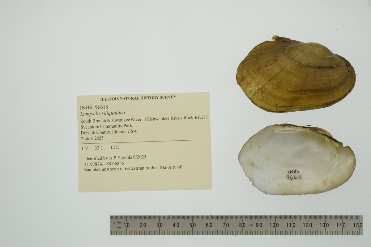 Lampsilis siliquoidea image