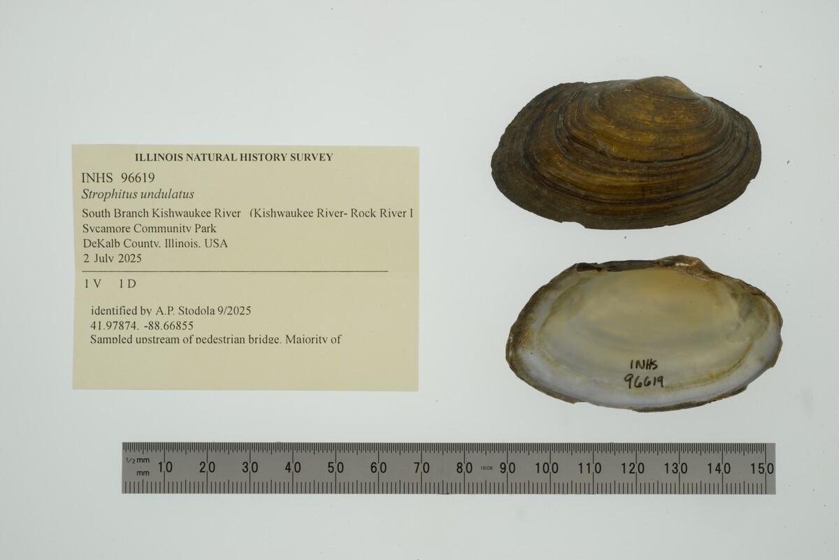 Strophitus undulatus image