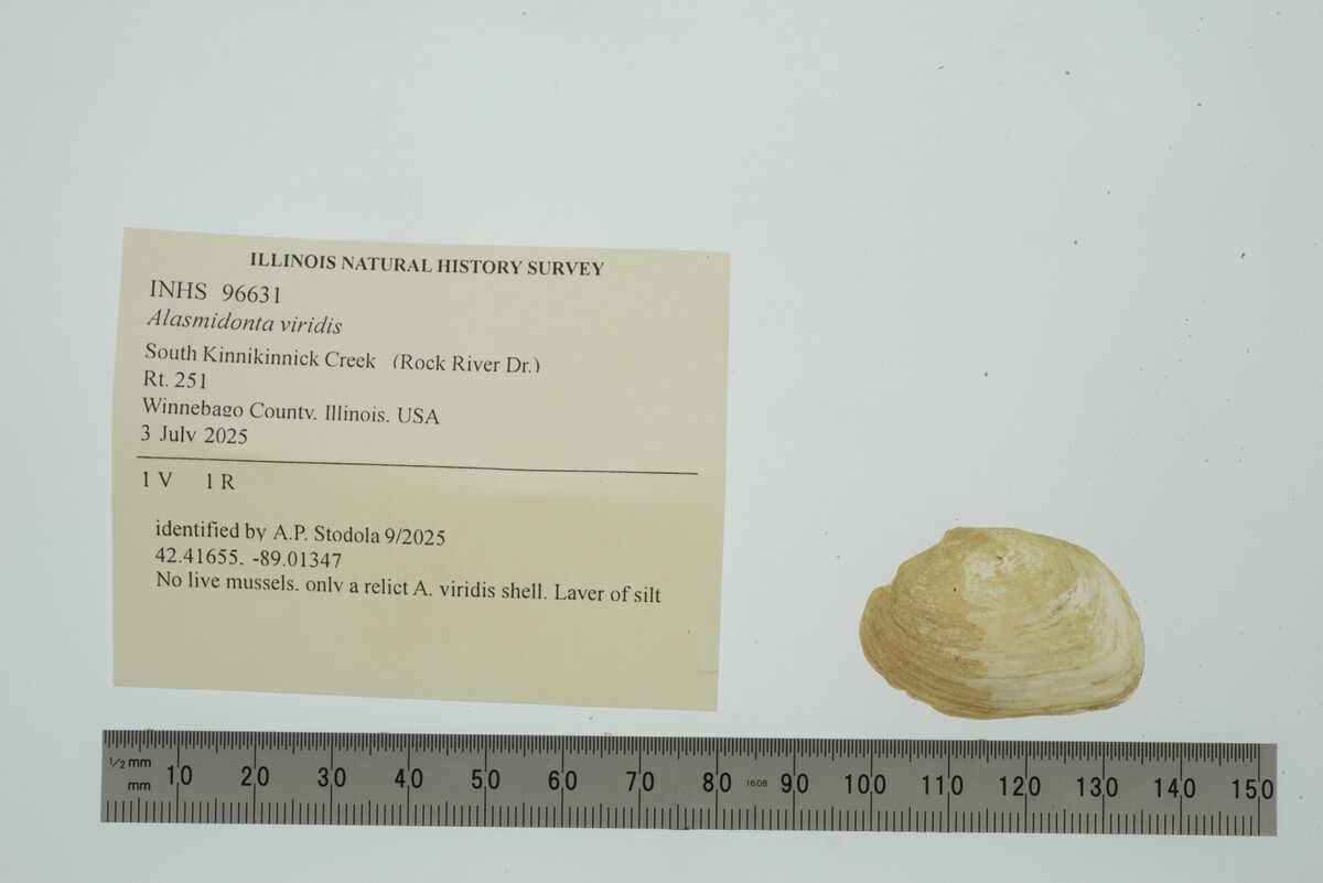 Alasmidonta image
