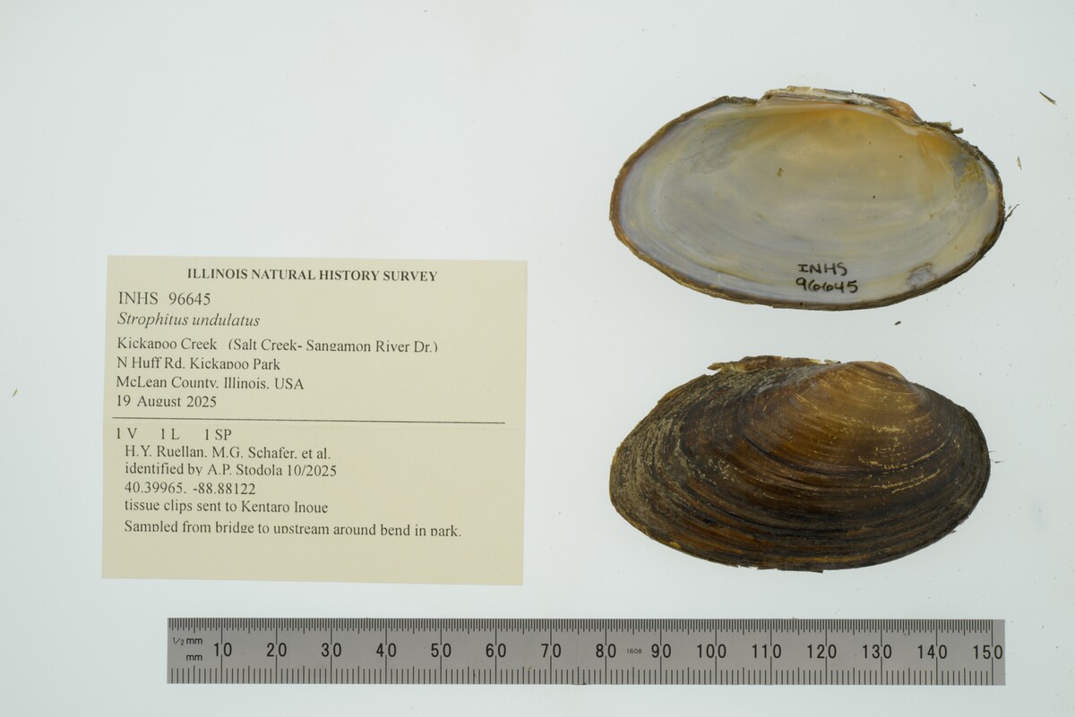 Strophitus undulatus image