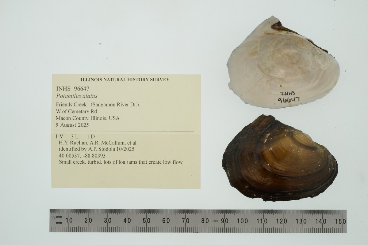 Potamilus image