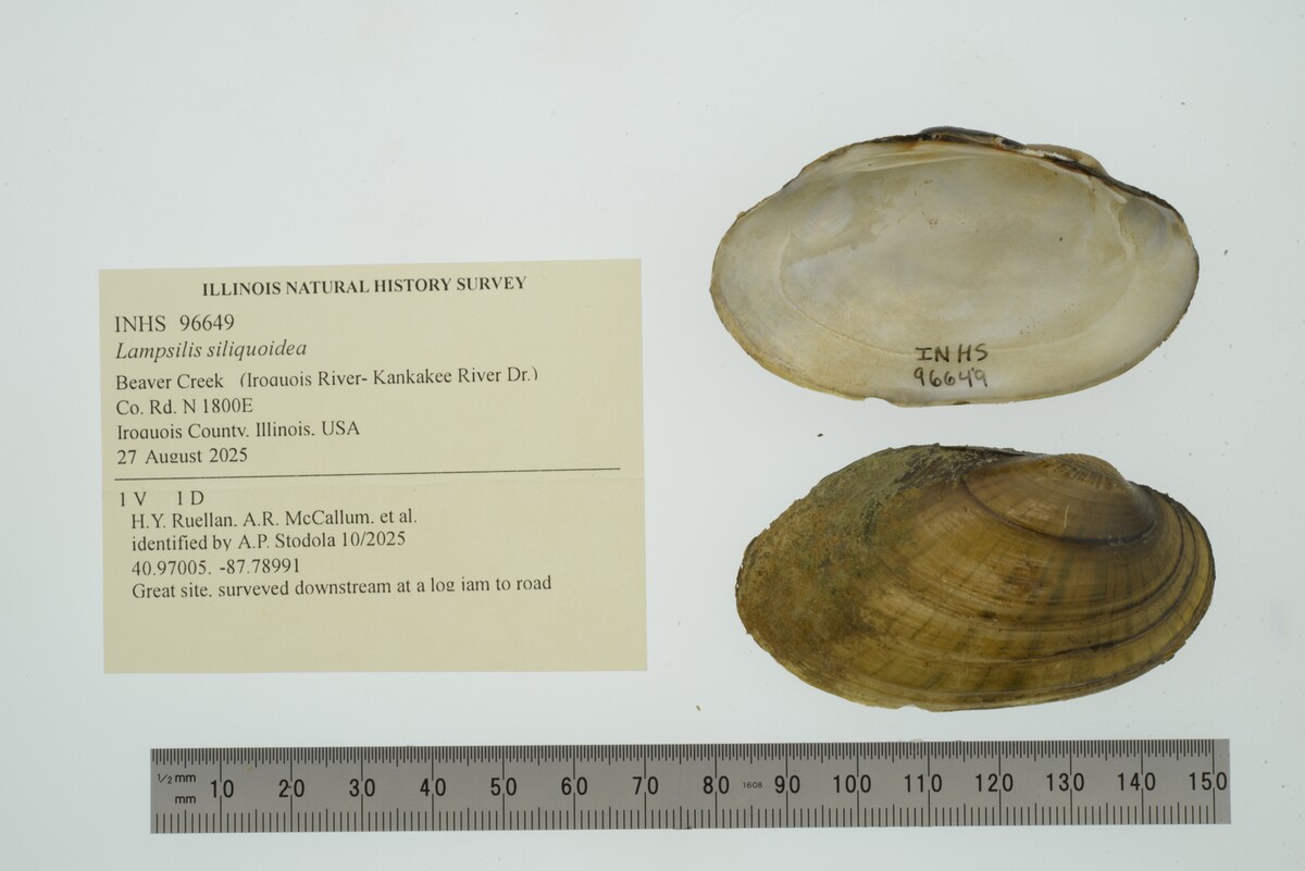 Lampsilis siliquoidea image