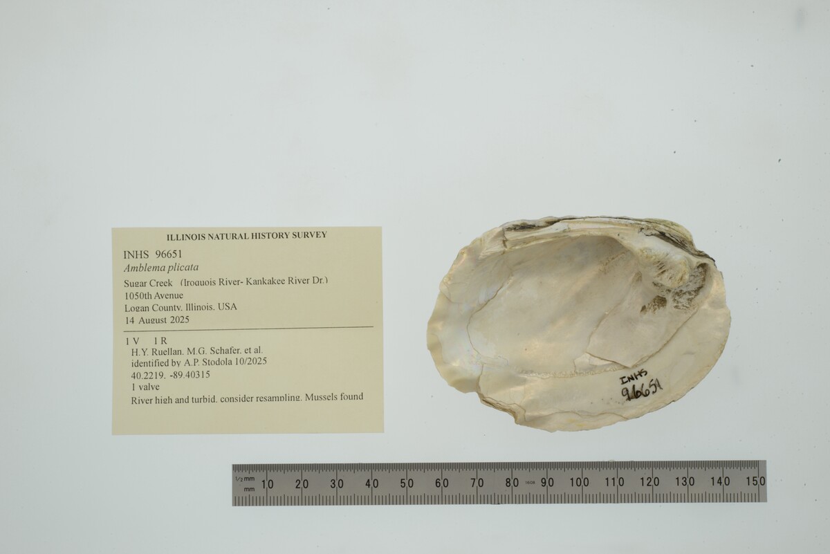 Amblema plicata image