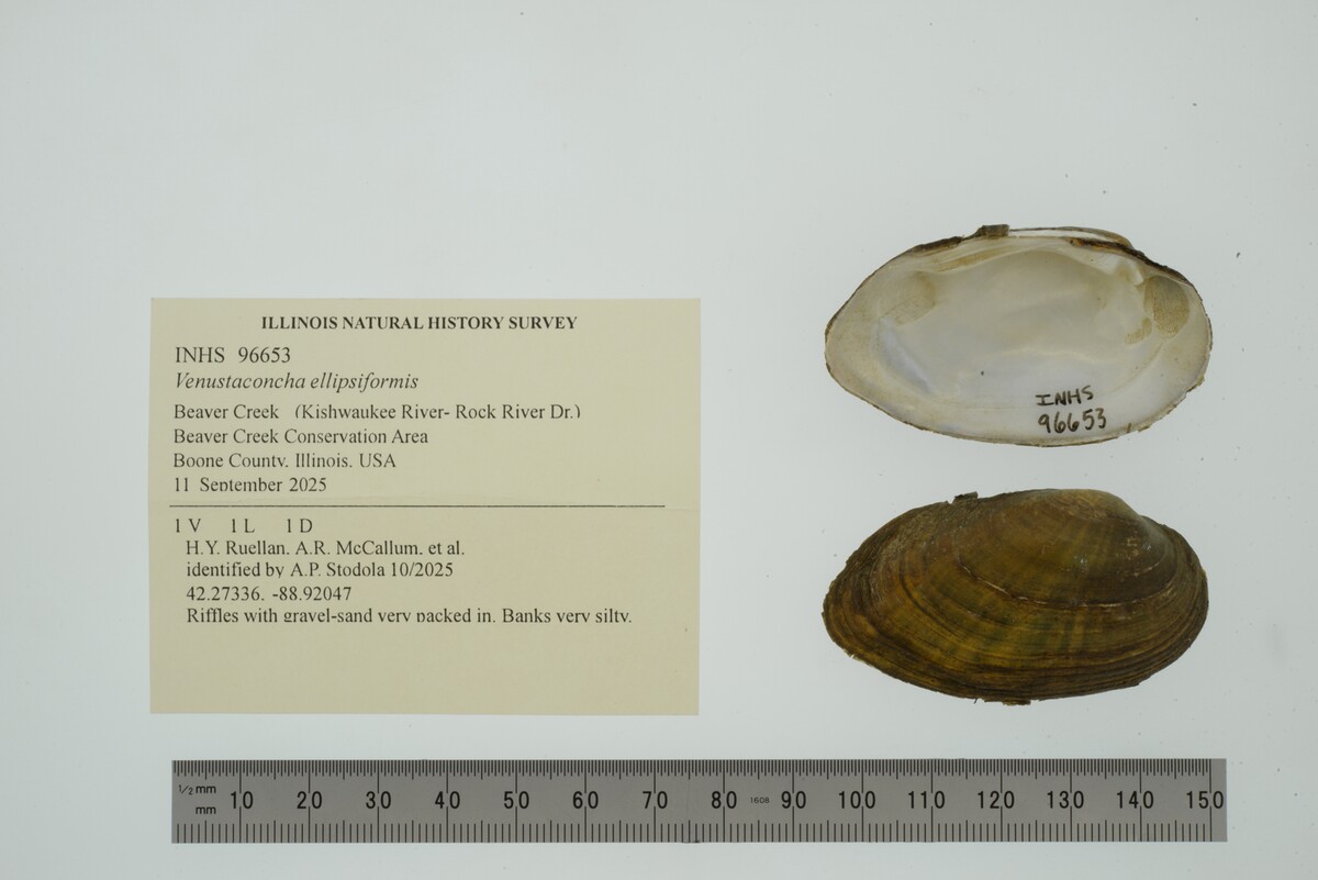 Venustaconcha ellipsiformis image