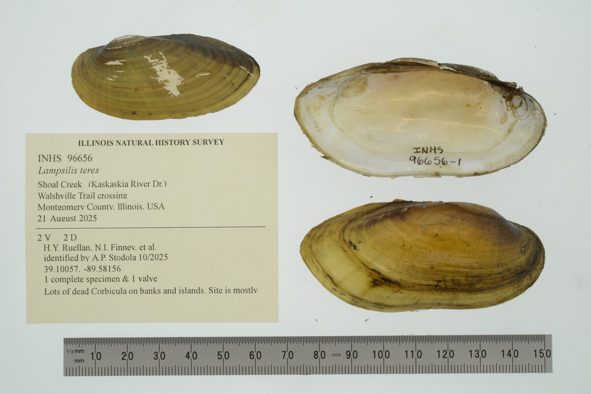 Lampsilis teres image