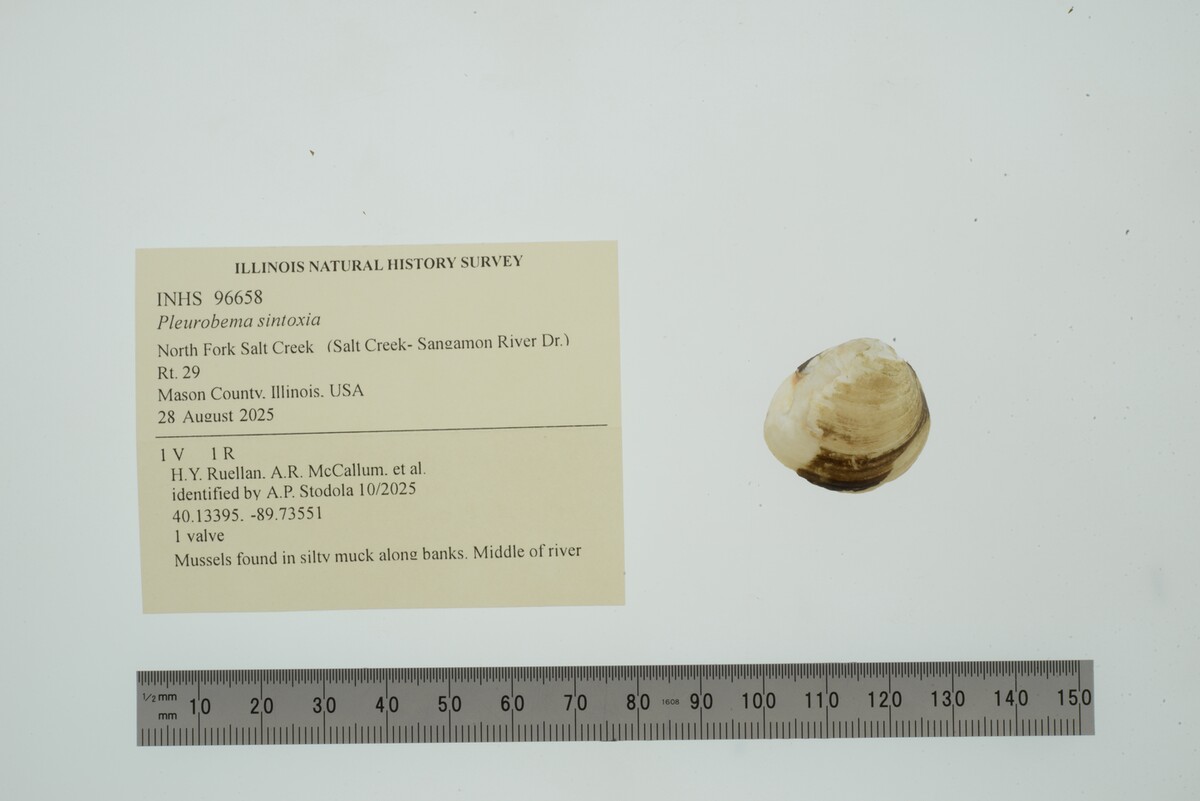Pleurobema sintoxia image