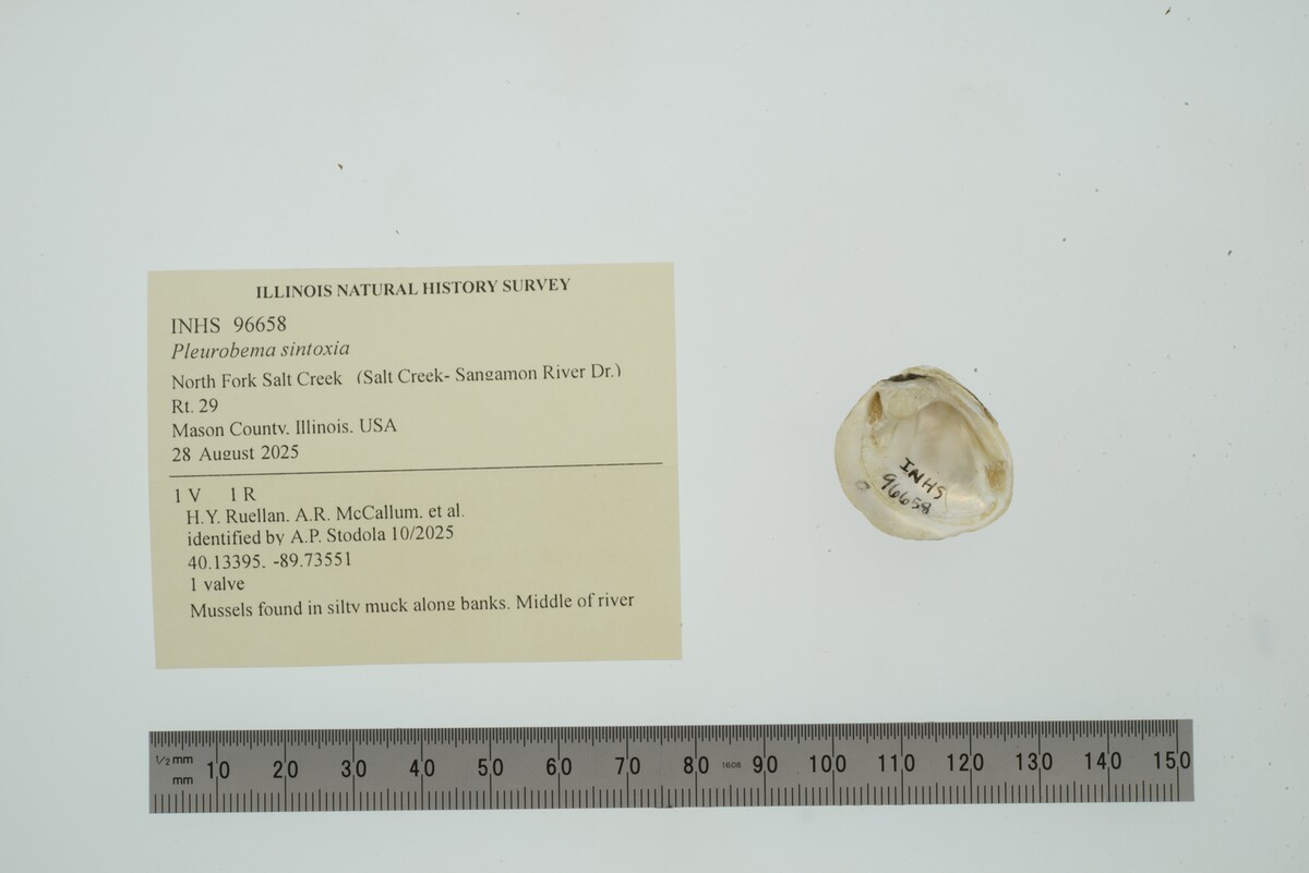 Pleurobema sintoxia image