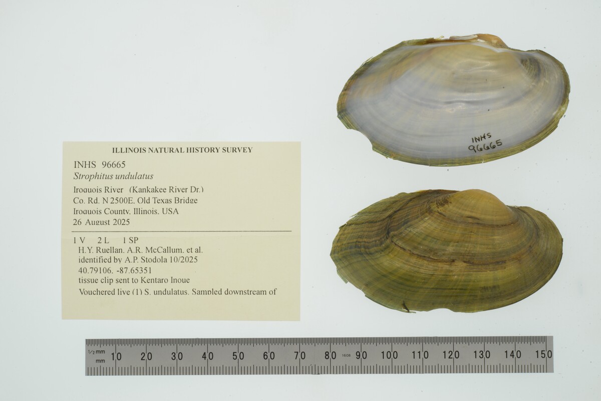 Strophitus undulatus image