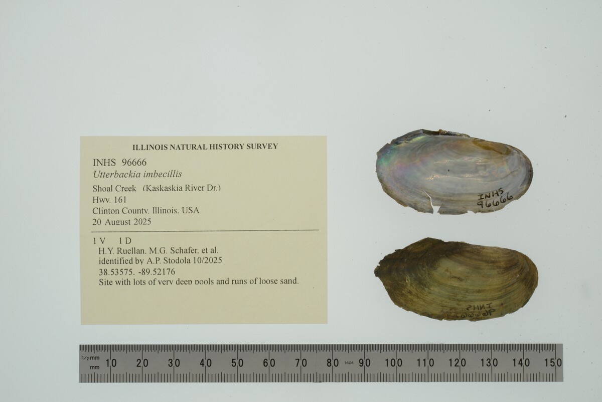 Utterbackia imbecillis image