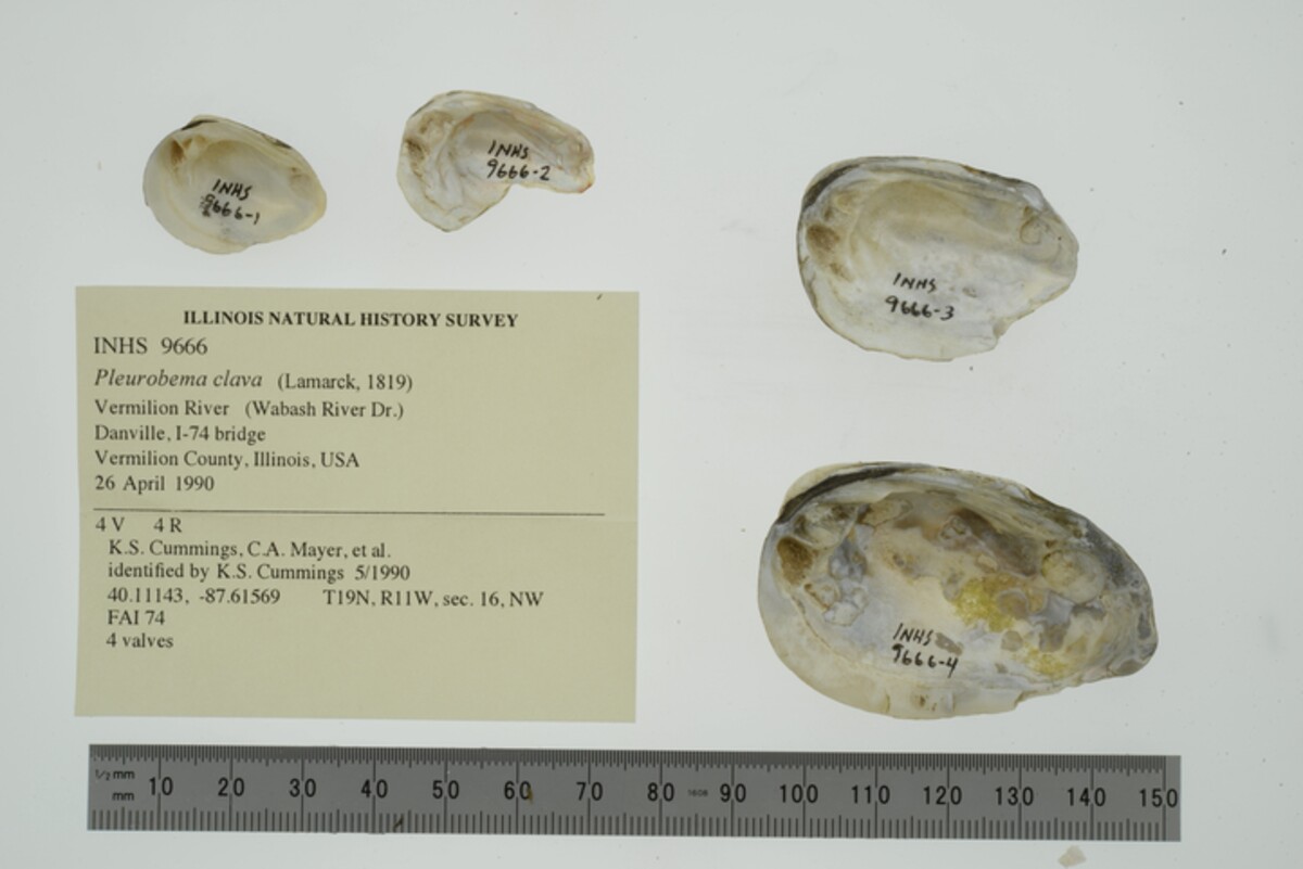 Pleurobema image