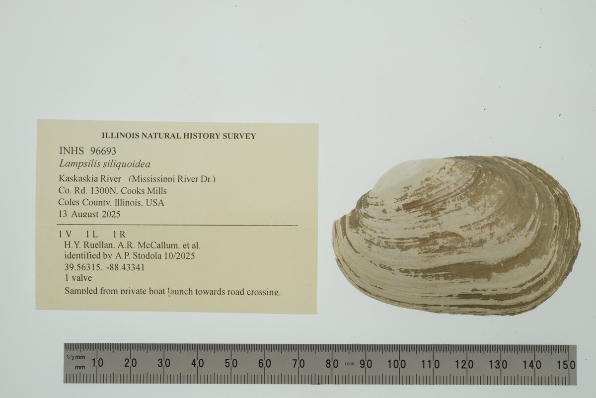 Lampsilis siliquoidea image