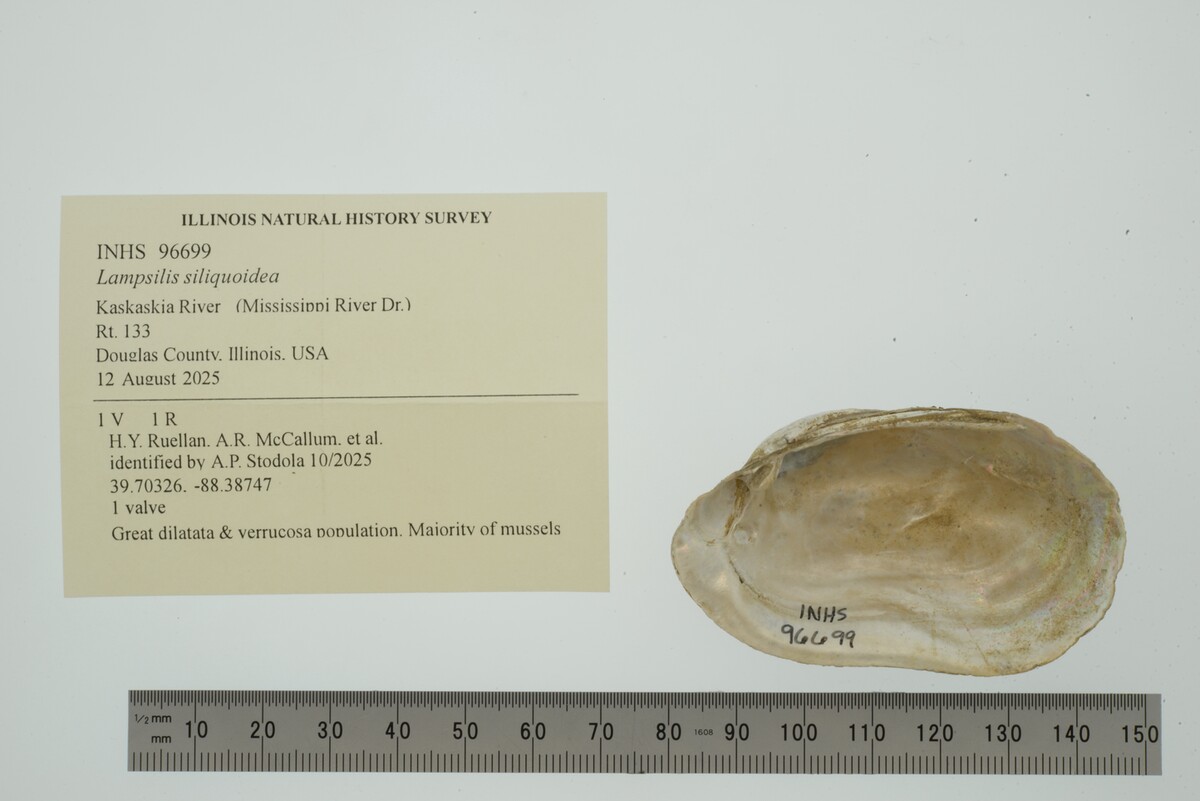 Lampsilis siliquoidea image