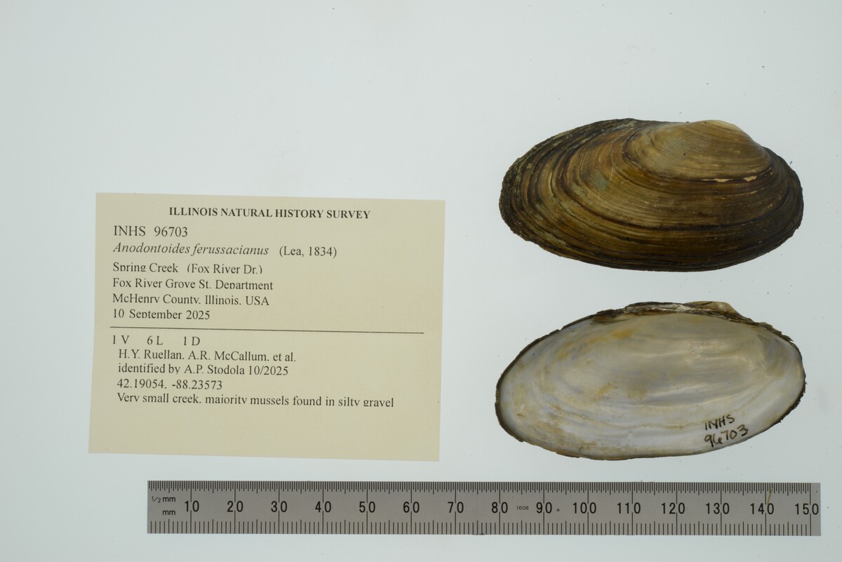 Anodontoides ferussacianus image