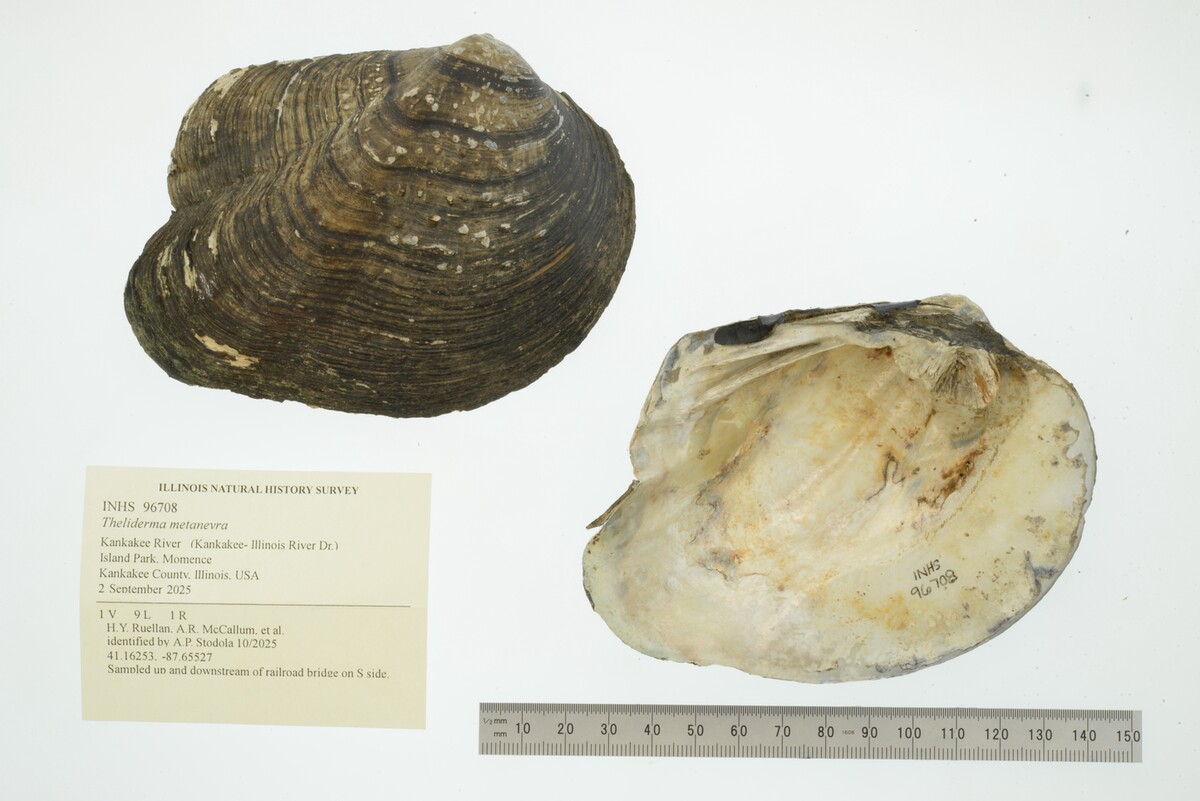 Theliderma metanevra image