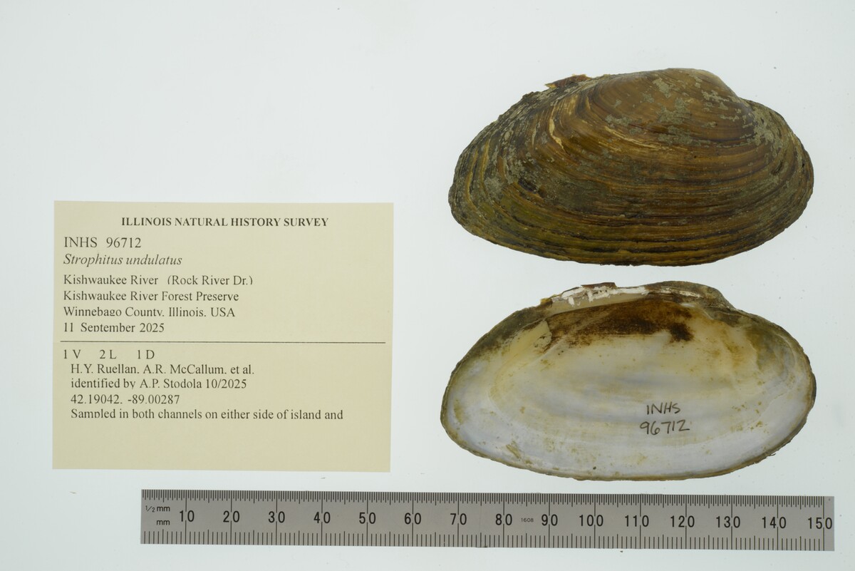 Strophitus image