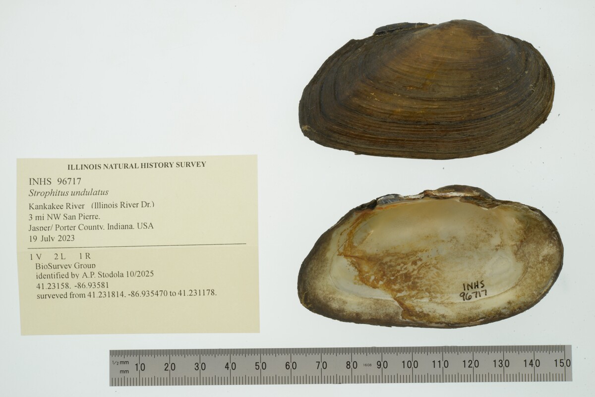 Strophitus undulatus image