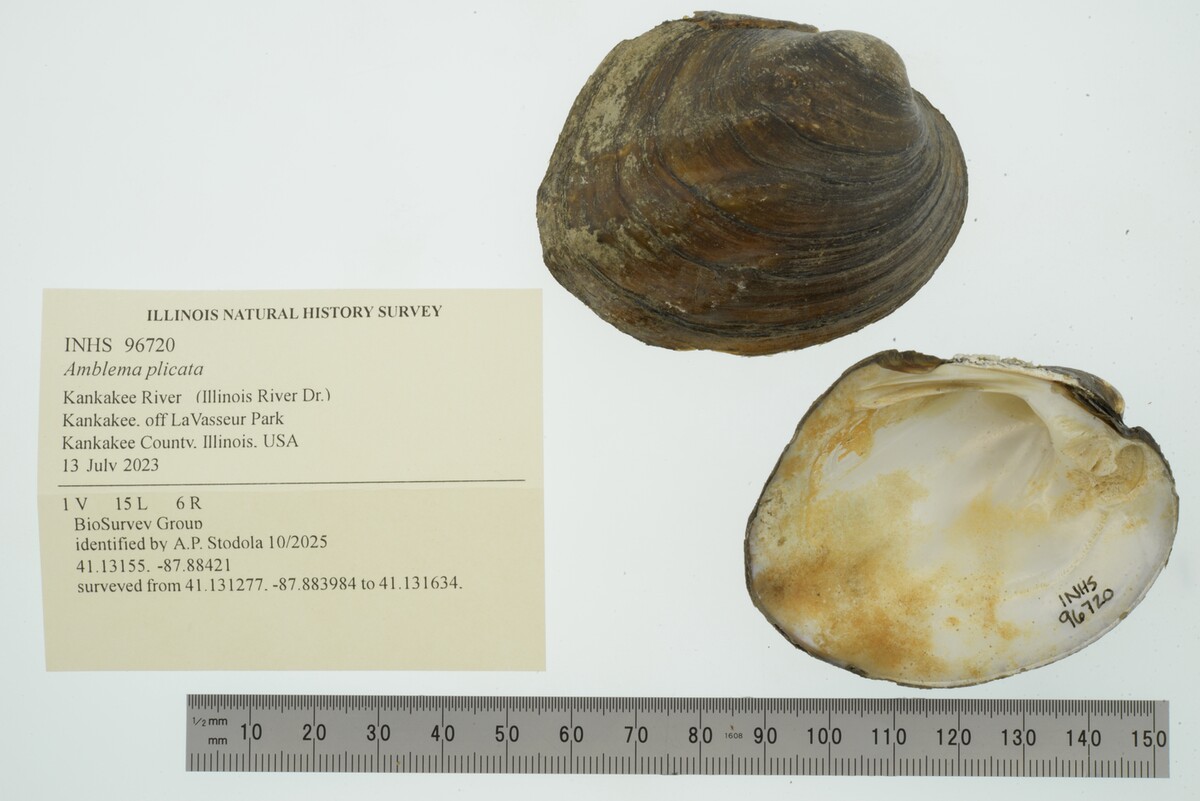 Amblema plicata image