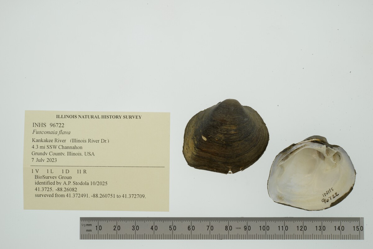 Fusconaia flava image