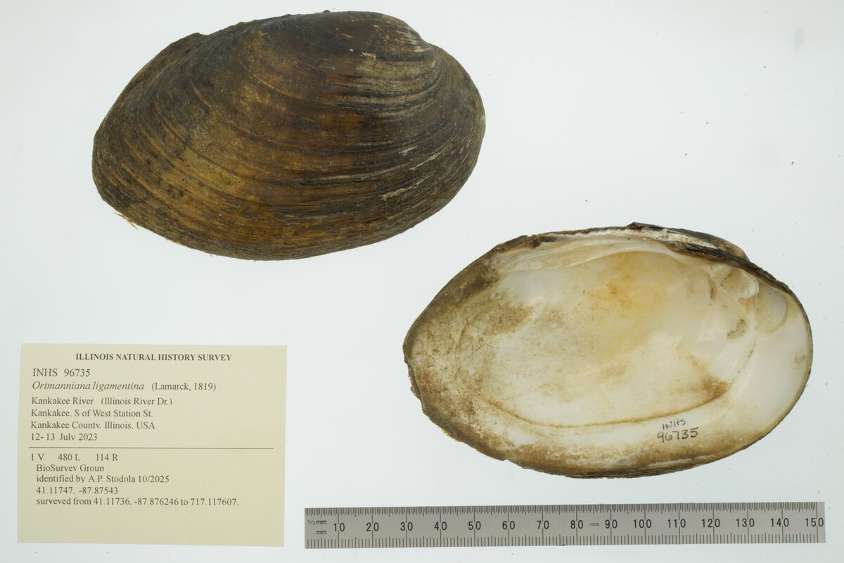 Ortmanniana ligamentina image